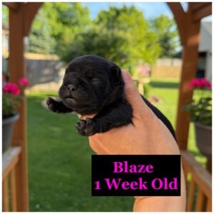 Solid black French Bulldog